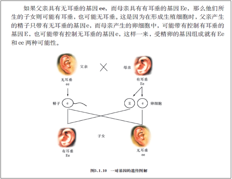 遺傳是有規律的