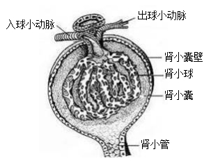 腎小體
